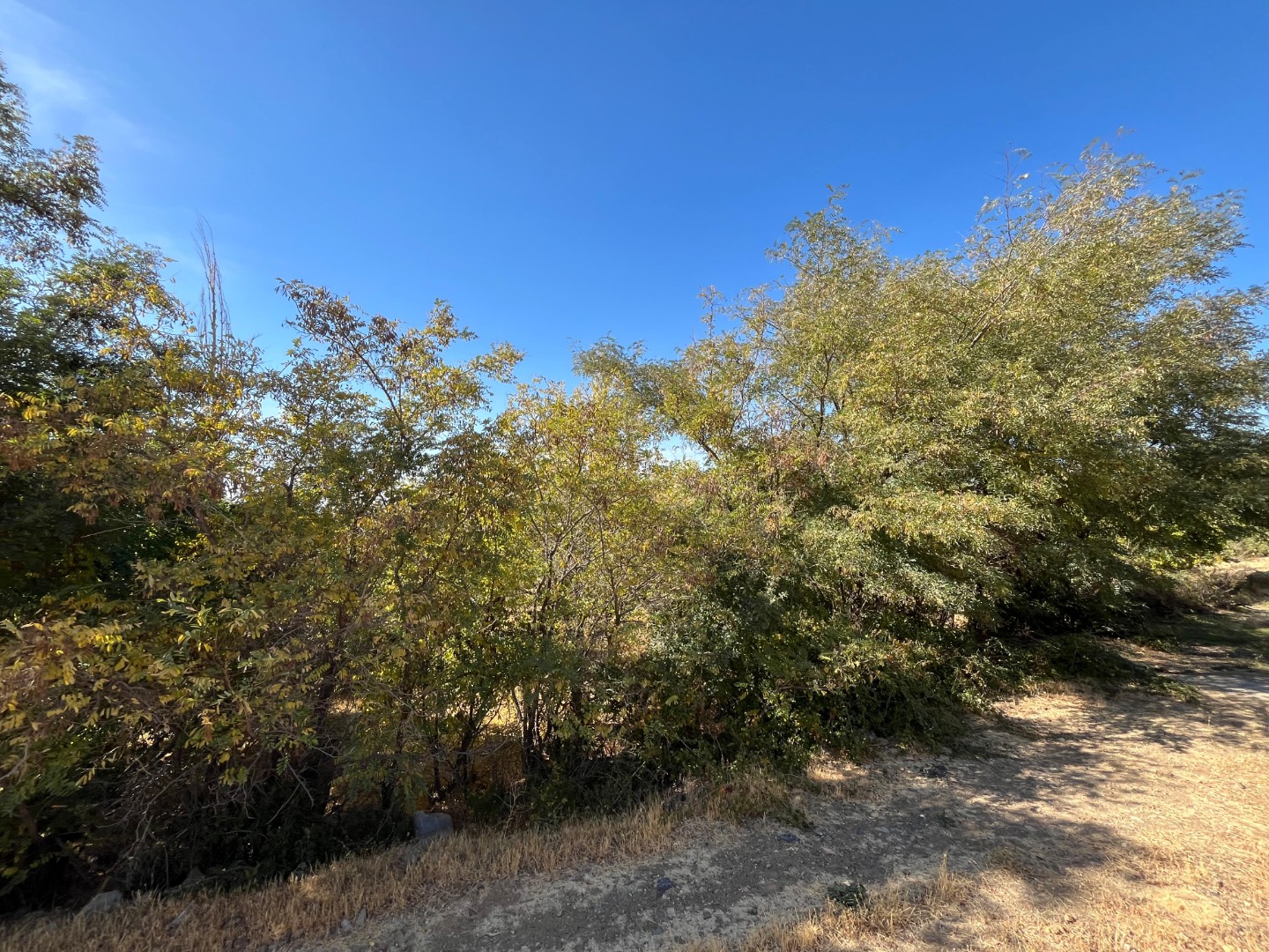 KAYSERİ DEVELİ ZİLE MAHALLESİ GARİPCEVİZ MEVKİİNDE SATILIK BAHÇE